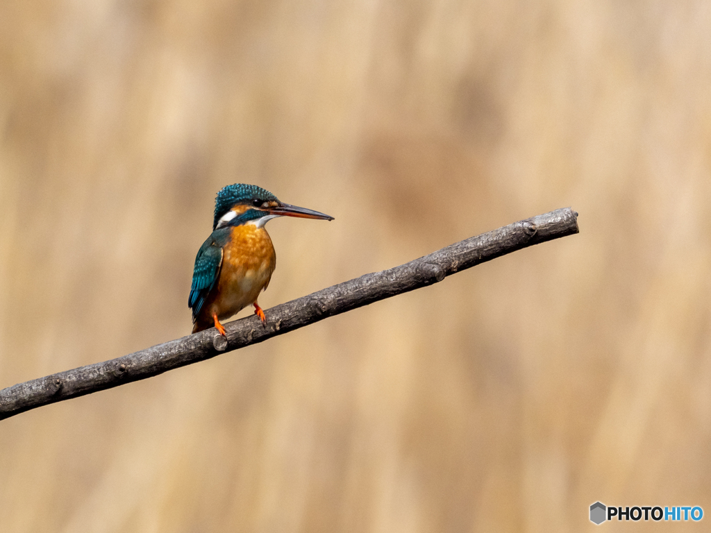 どうしようかなぁ