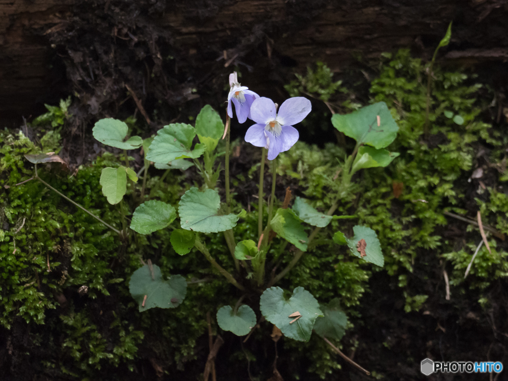 タチツボスミレ