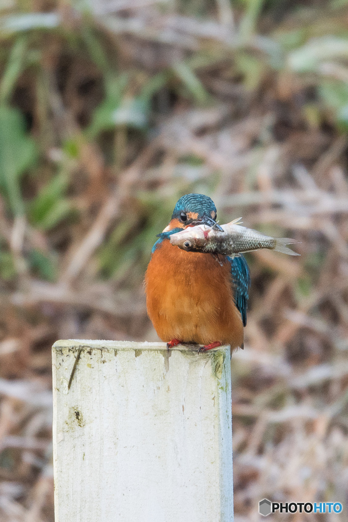 どうだい、デカいだろう！