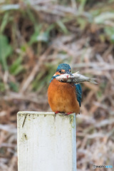 どうだい、デカいだろう！