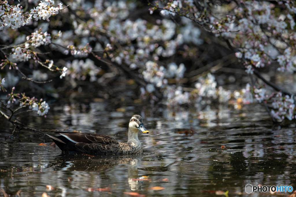 桜遊泳