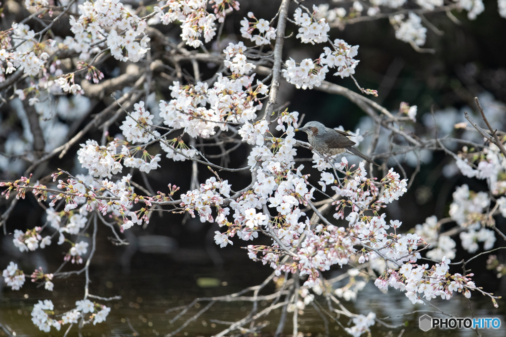 ヒヨ桜