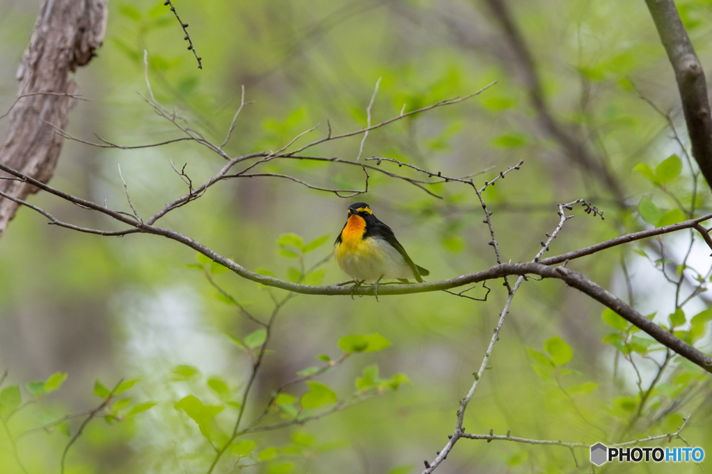 新緑に囲まれて