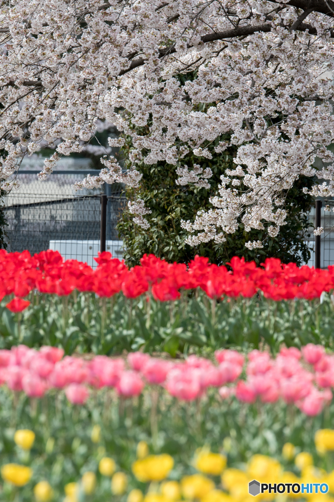 春色  -桜編-