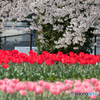 春色  -桜編-