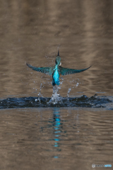 離水から枝戻りまで-1