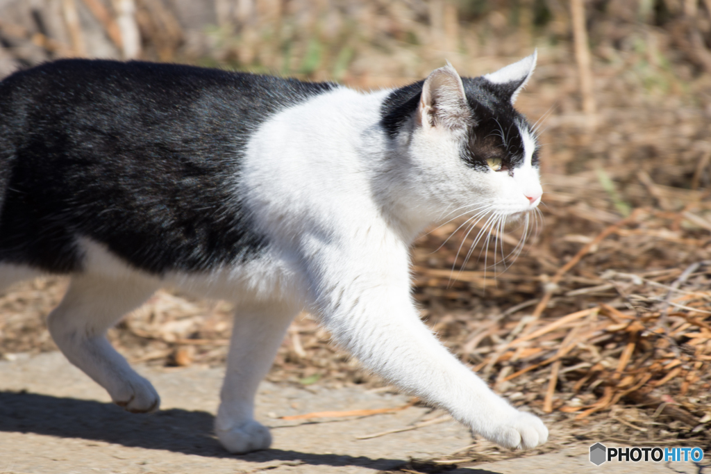息子作「ねこ」