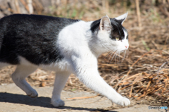 息子作「ねこ」