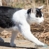 息子作「ねこ」