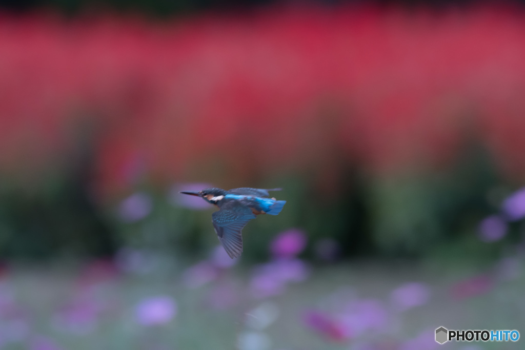 花をバックに