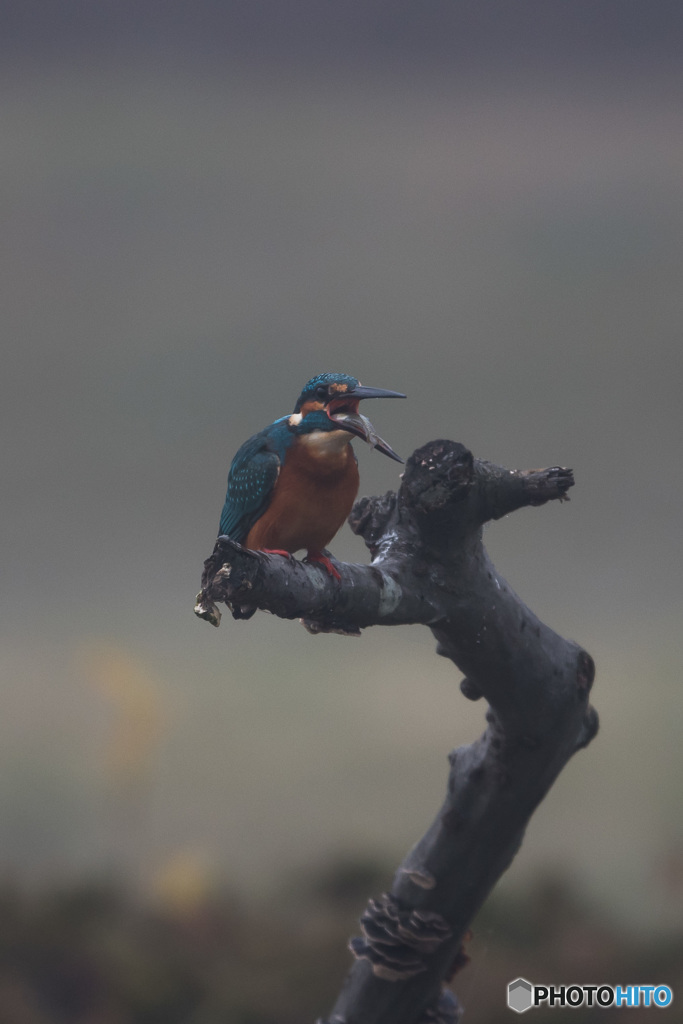 霧の中での朝食「いただきます」