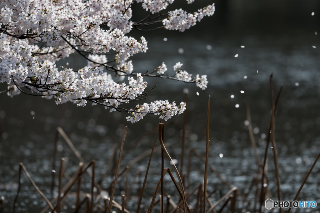 桜舞い散る