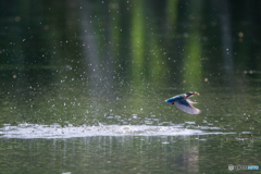 水面近くの水平飛行からの