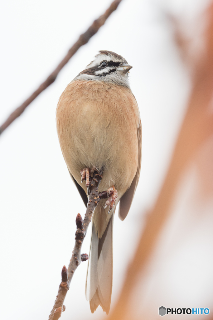 ホオジロ アップ