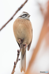 ホオジロ アップ ホオジロ アップ