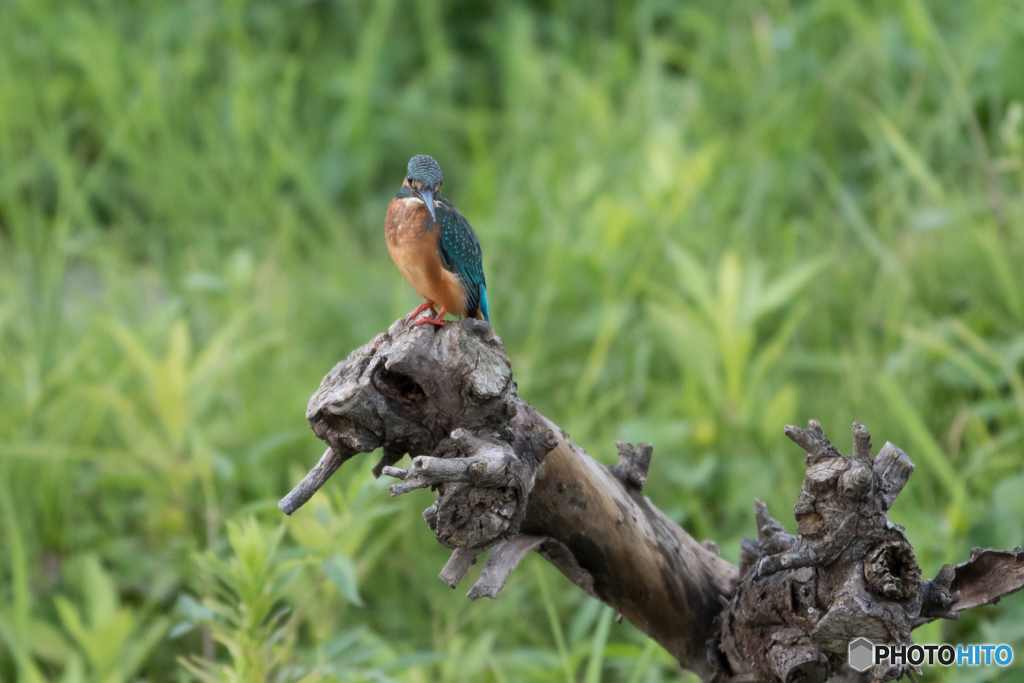 どこにいるかなぁ…