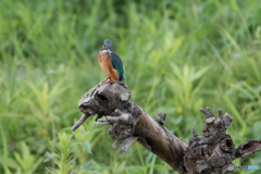 どこにいるかなぁ…