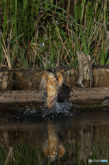 ベールに包まれて