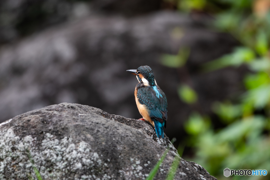 落ち着いたうしろ姿