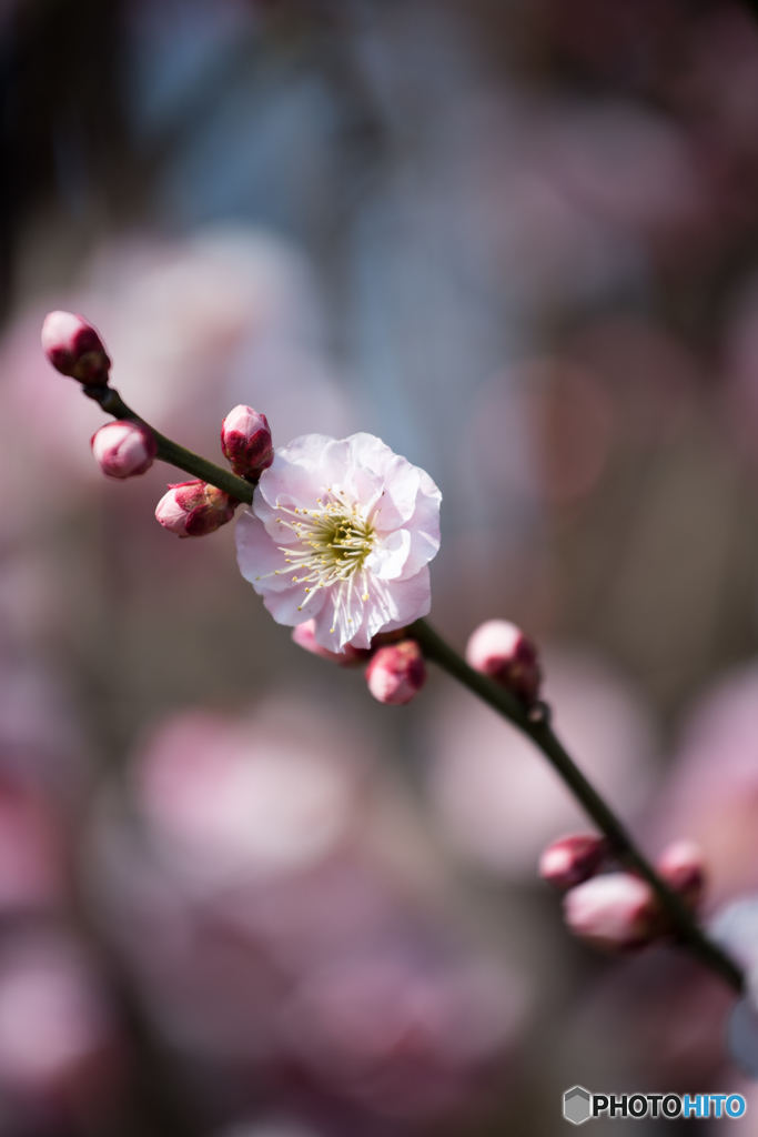 庭を彩る花々