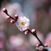 庭を彩る花々