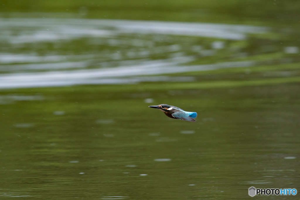 カワセミ飛翔