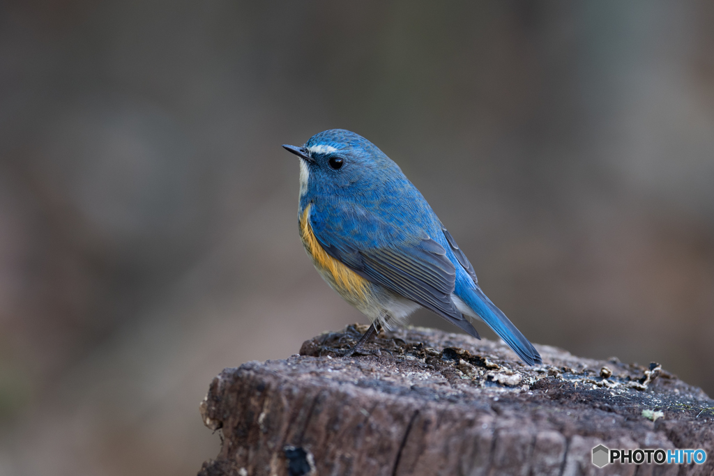 青い鳥