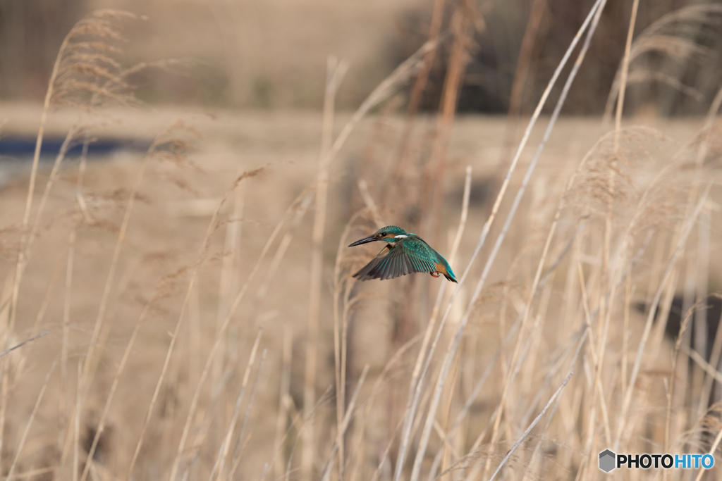 エメラルドグリーンを纏い