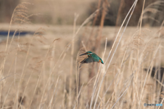 エメラルドグリーンを纏い