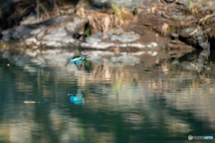 久し振りの飛び物
