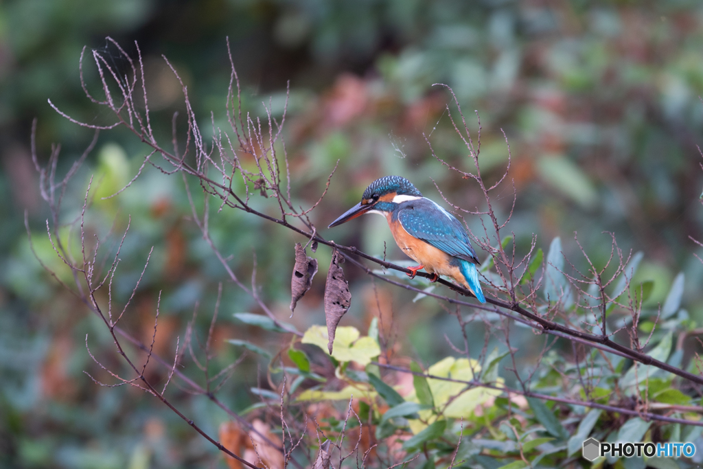 見つからないなぁ～