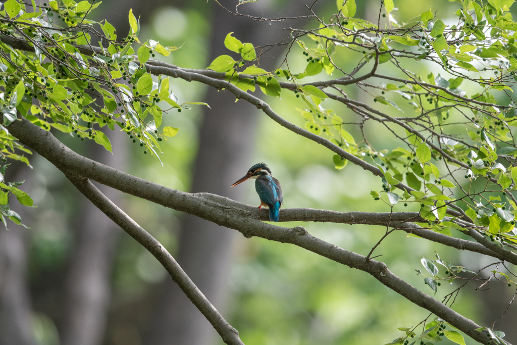 新緑に溶け込む