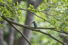 新緑に溶け込む