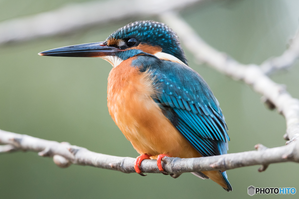カワセミ ドアップ
