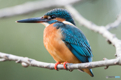 カワセミ ドアップ