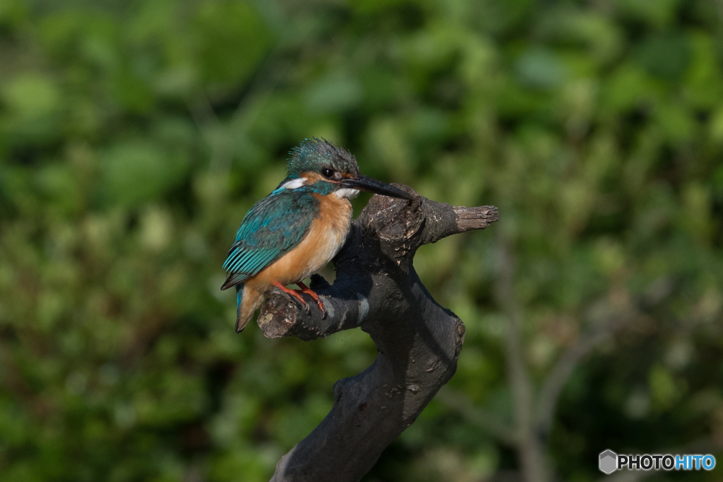 ハンサムボーイ