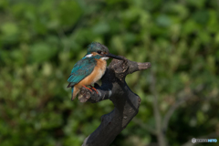 ハンサムボーイ