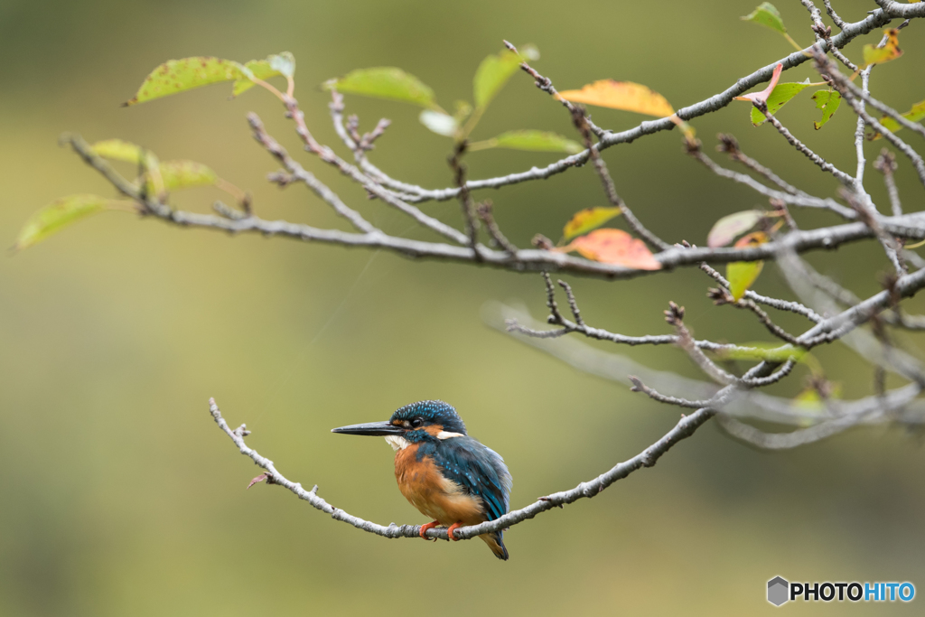 黄葉に混じって