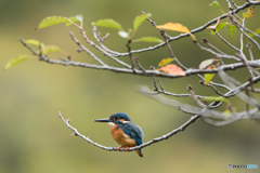 黄葉に混じって