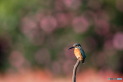 山茶花玉ボケ