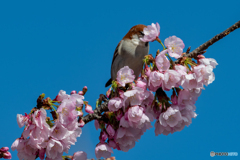 桜スズメ