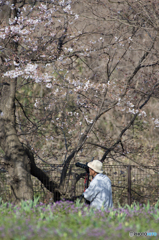 桜撮る人　撮られる人