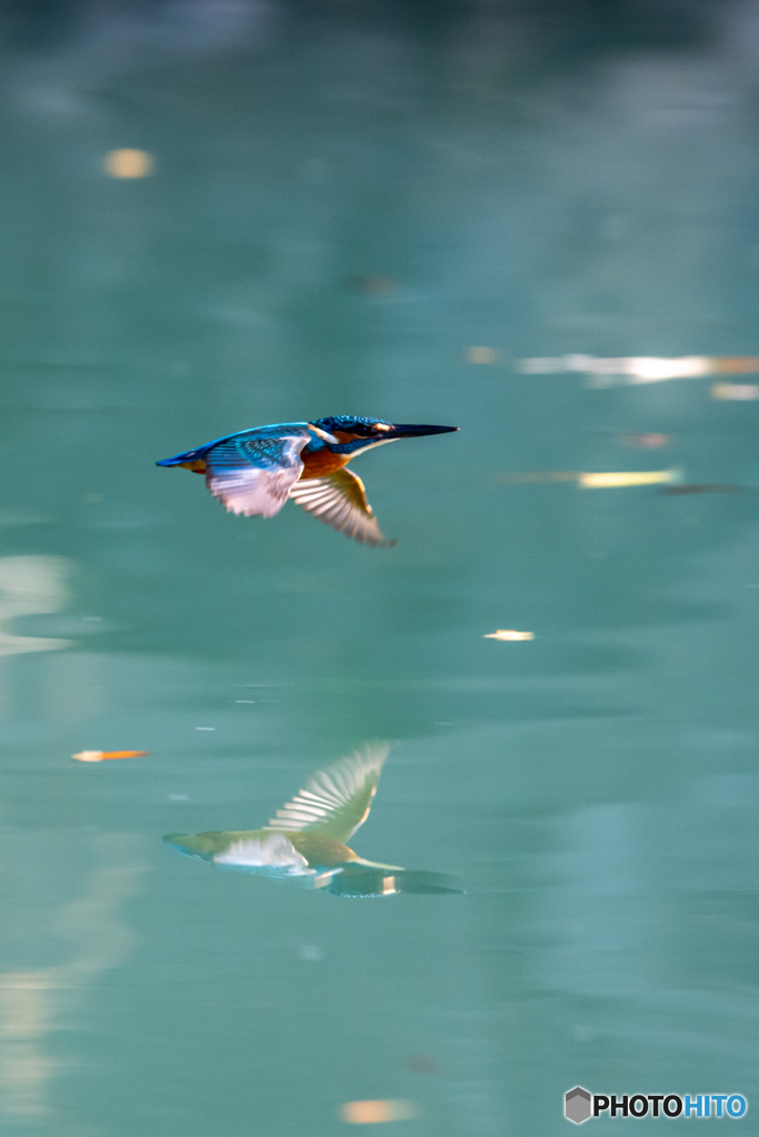 カワセミリフレ