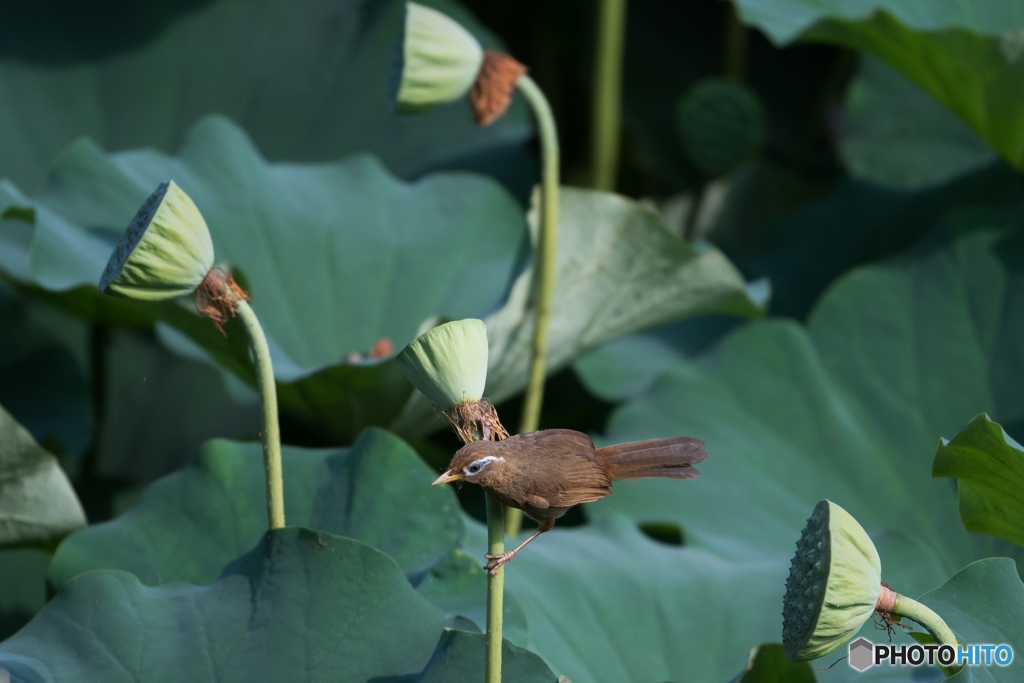ガビチョウ