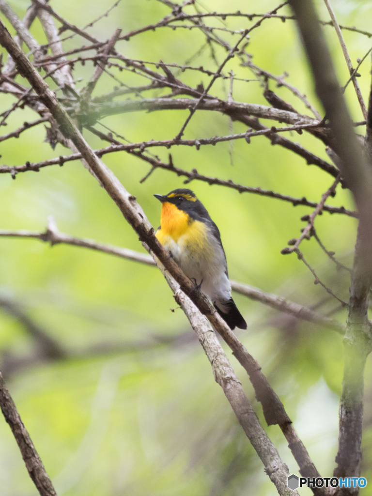 小雨の中のキビタキ