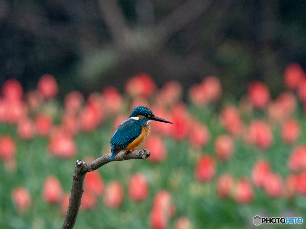 チューリップに包まれて