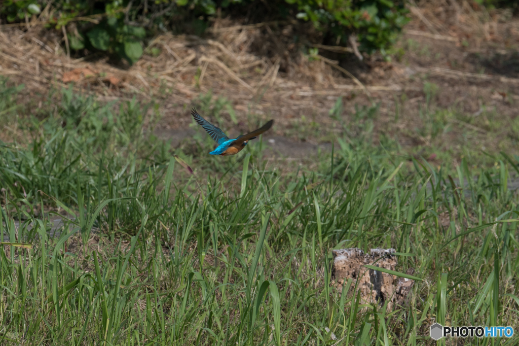 ツートンカラー