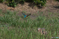 ツートンカラー