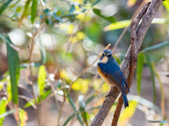印象的な白眉 印象的な白眉