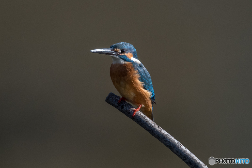 近いっていい♡